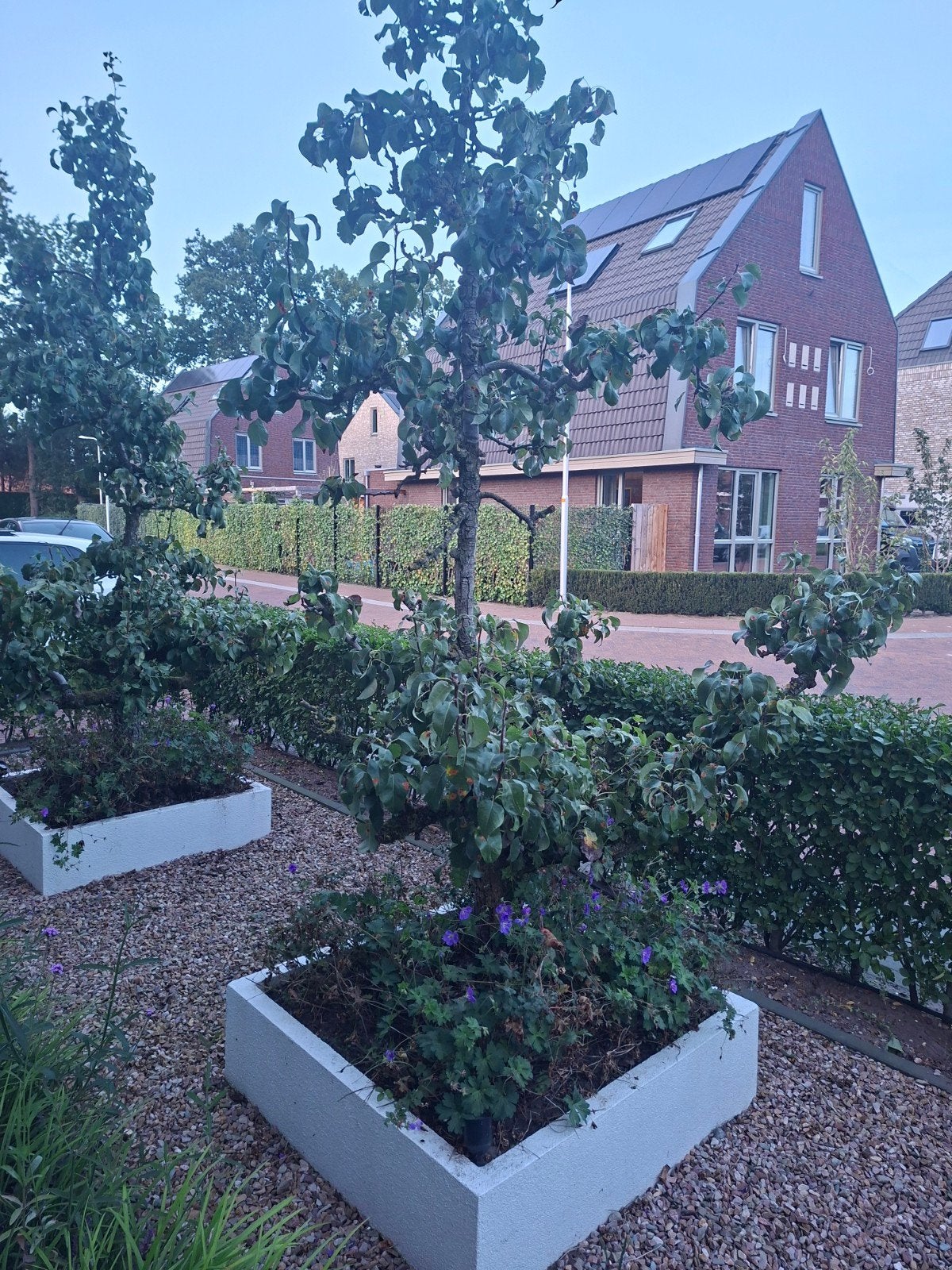 2 mooie "oude" perenbomen., Tuin en Terras, Ophalen, Halfschaduw, Overige soorten, Lente