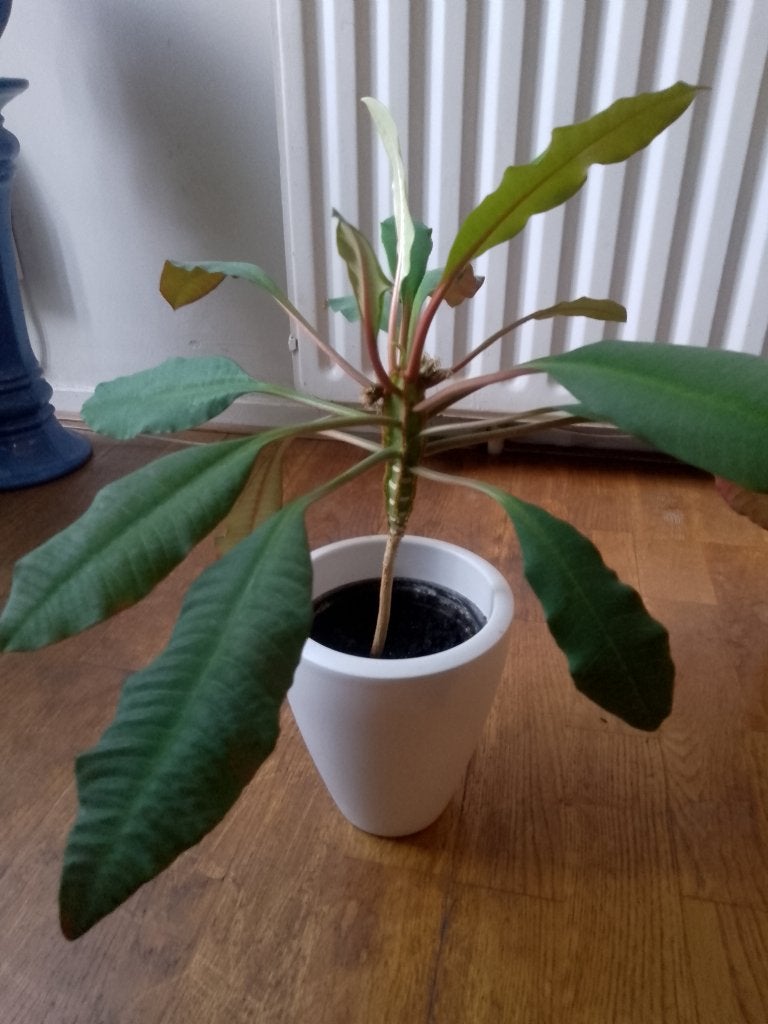 plant  met sierpot Madagascar Jewel kamerplant, Ophalen, Halfschaduw, Minder dan 100 cm