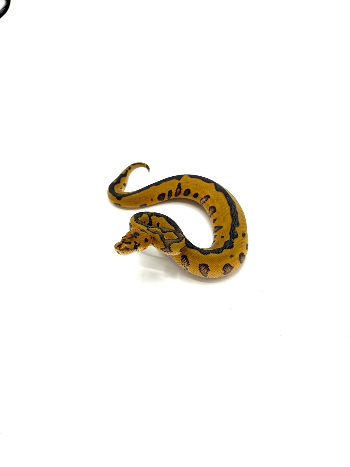 Diverse Python regius - koningspythons Ball Python photo 9