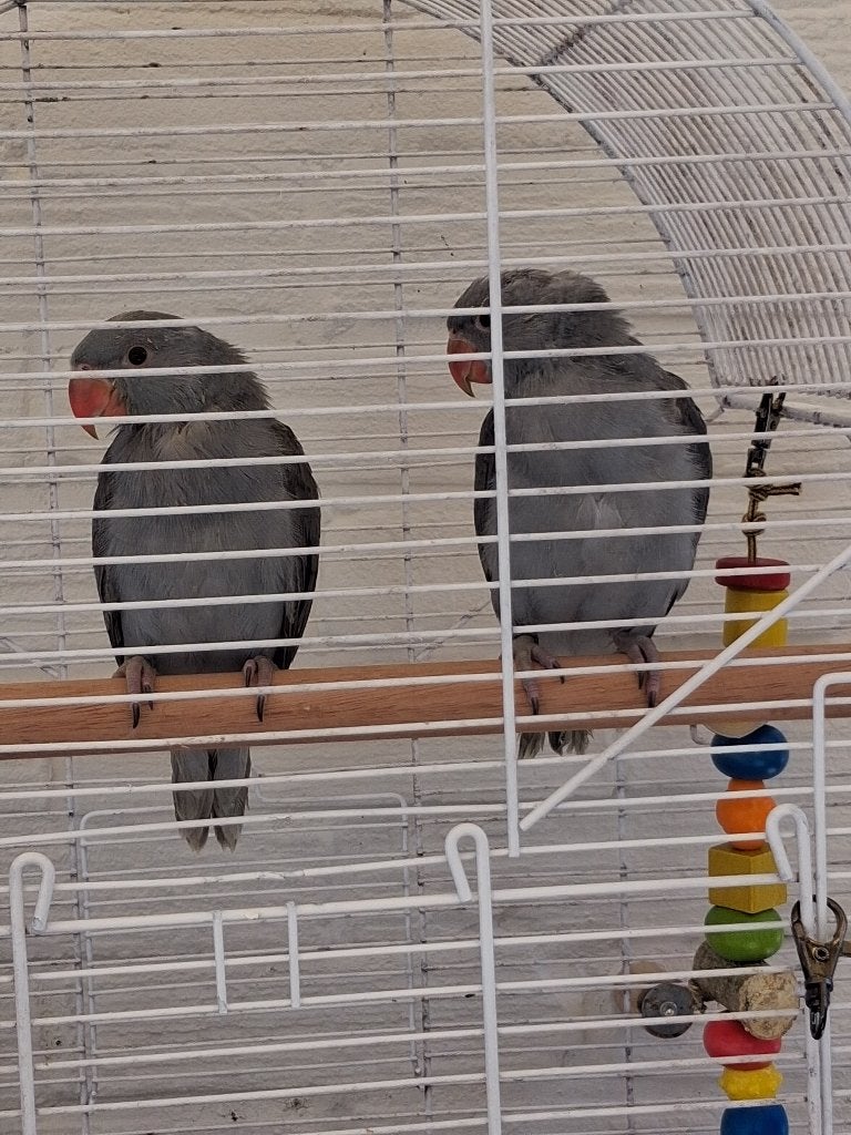 koppeltje halsband parkieten, Dieren en Toebehoren, Meerdere dieren, Parkiet, Geringd
