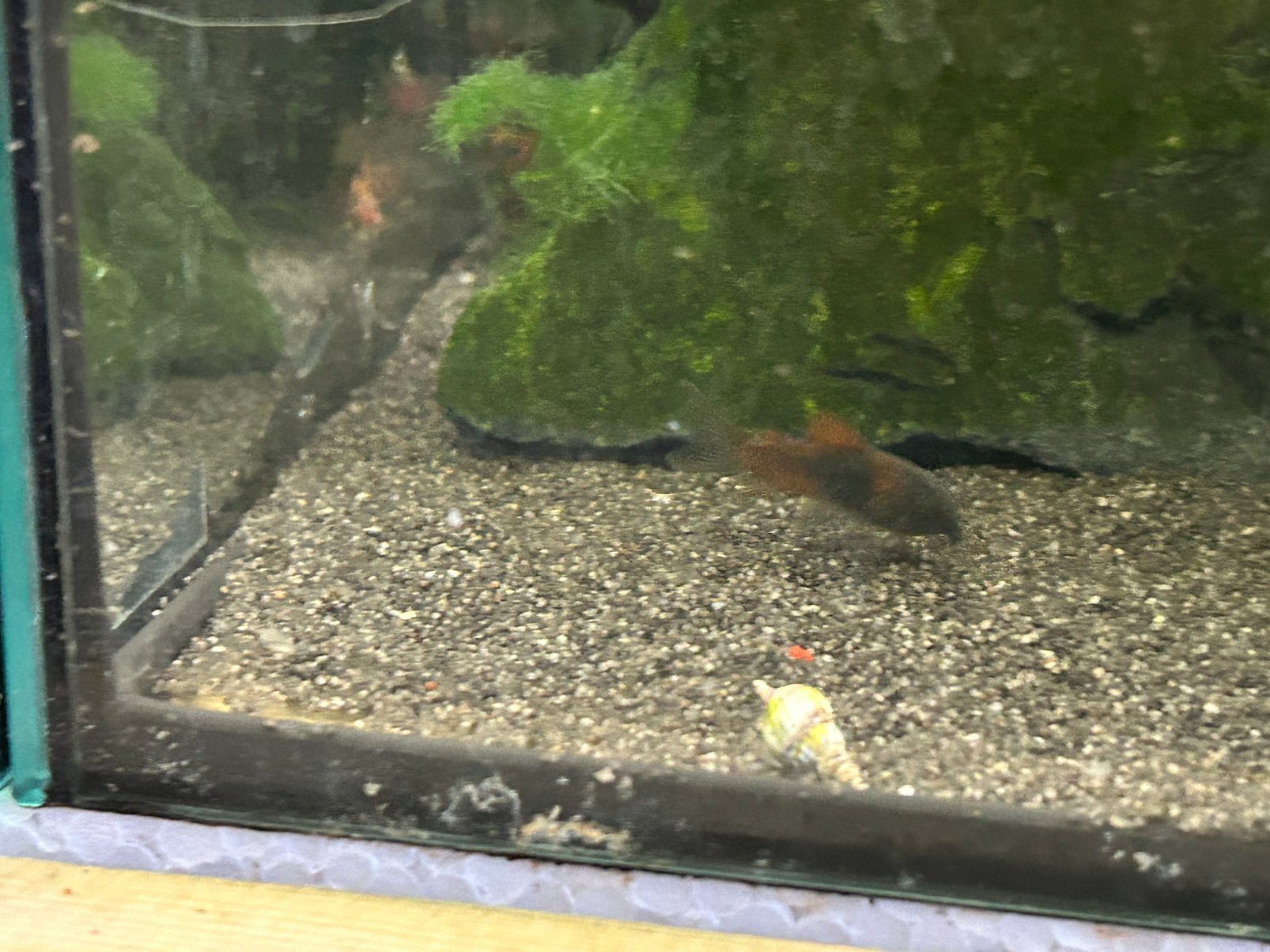 Corydoras venezuela orange €3,50, Vis