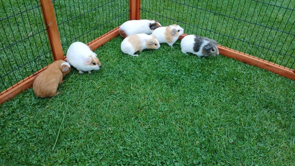 Cavia Beertjes, Dieren en Toebehoren, Knaagdieren, Maart, Mannelijk, Cavia