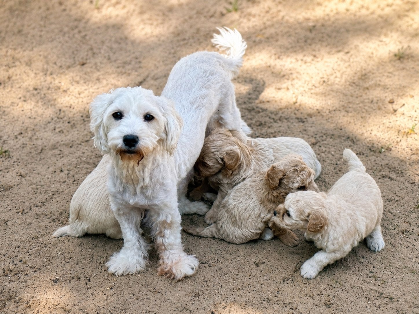 Maltipoo pups 1650€ hypo allergeen reutjes, Nederland, Parvo, Overige rassen, 8 tot 15 weken