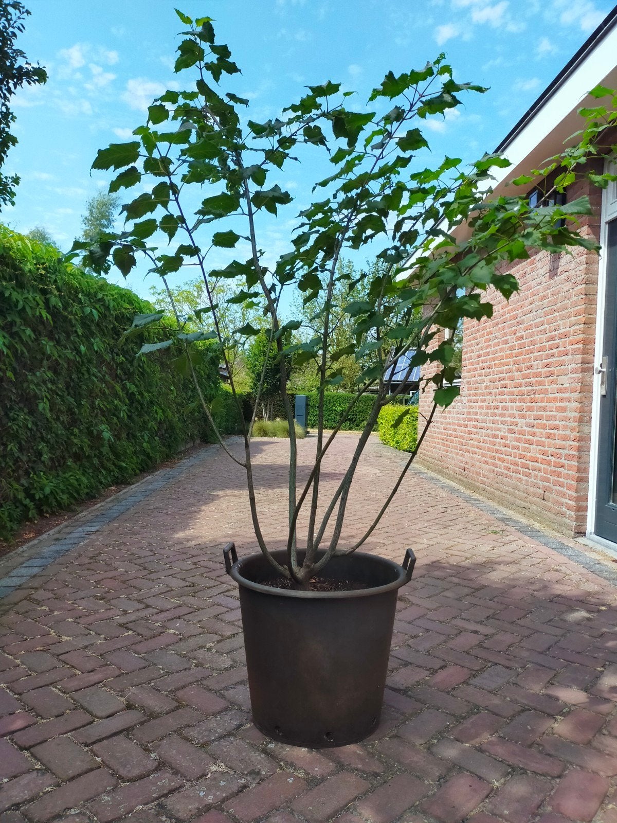Streepjes esdoorn, Bloeit niet, Halfschaduw, Overige soorten, 100 tot 250 cm