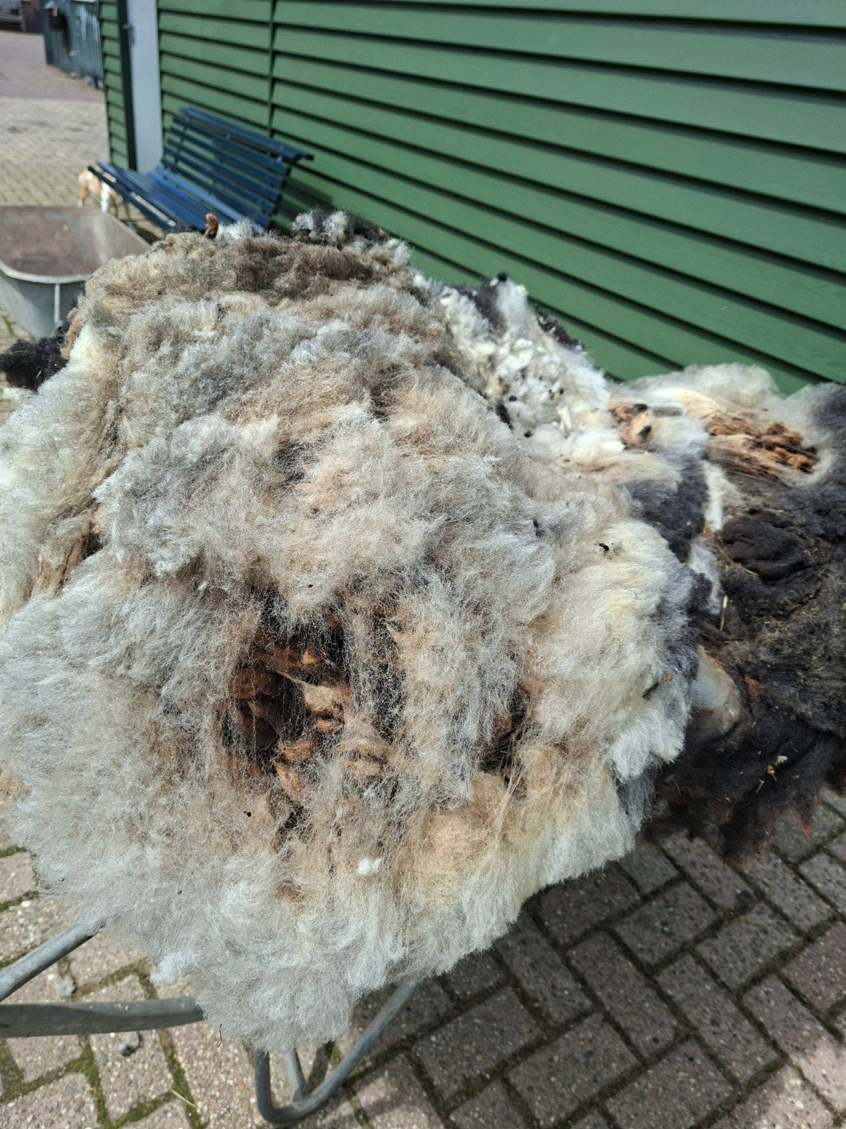 Schapenvachten, Vrouwelijk, Schaap