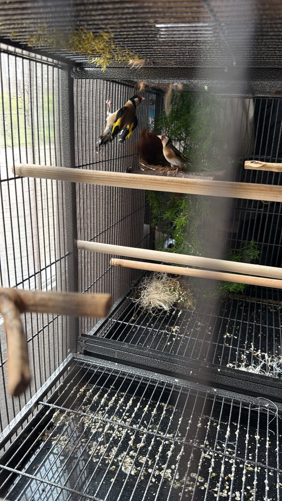 Parva putters, Mannelijk, Wildzangvogel