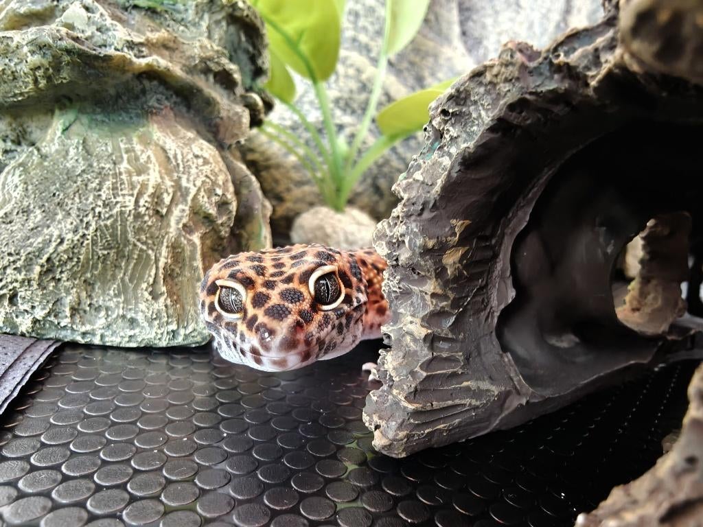Luipaard gecko inclusief terarrium Leopard Gecko - unknown for sale from Jarik