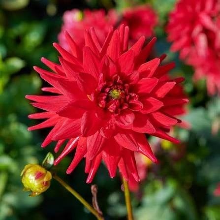 knollen rode dahlia cactusvorm te koop, Tuin en Terras, Ophalen of Verzenden, Volle zon, Knol