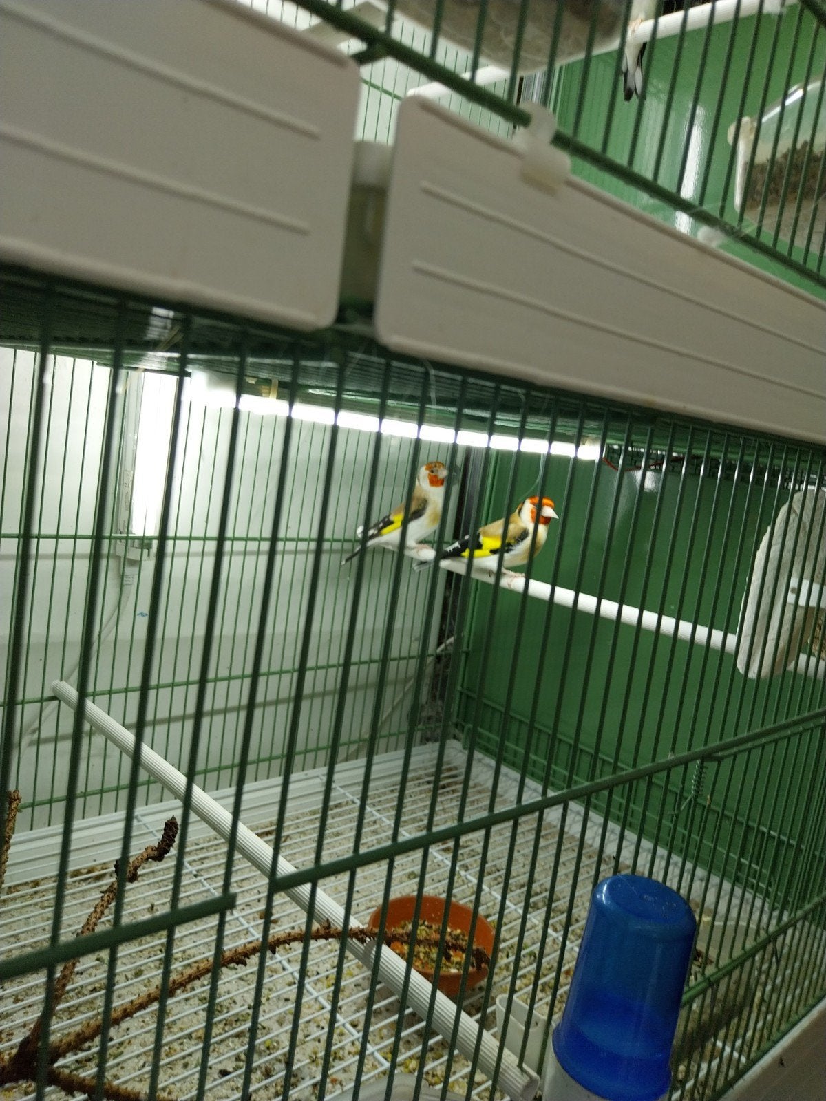 Putters, Meerdere dieren, Bastaard