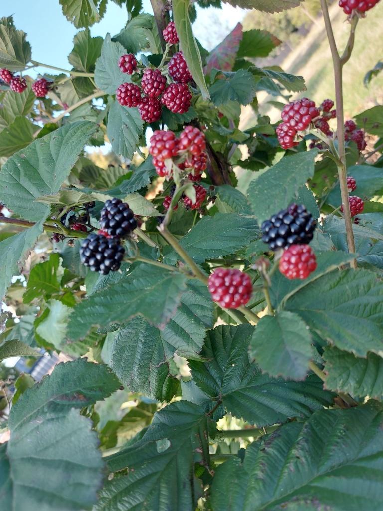 doornlose braam 'Chester Thornless', Tuin en Terras, Ophalen, Overige soorten, Volle zon