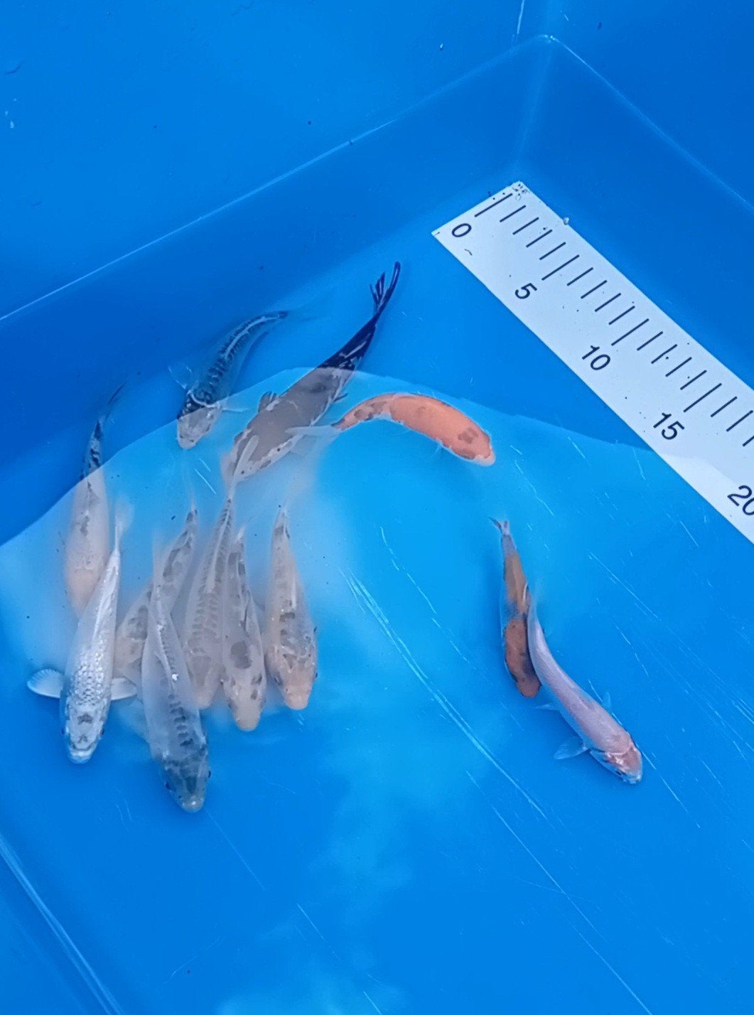 leuke mix koi 20 stuks, Karper of Koi