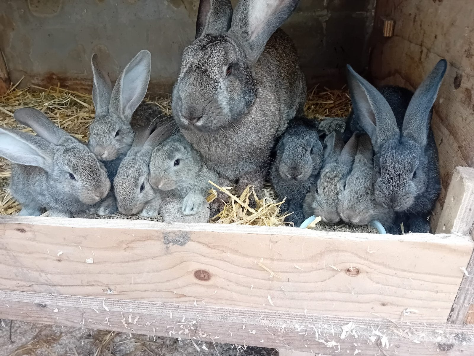 Jonge Vlaamse Reuzen, Meerdere dieren, Groot, 0 tot 2 jaar