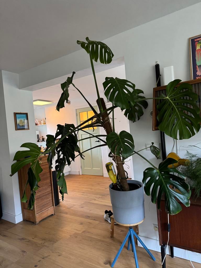Mooie Monstera incl. pot en paal, gratis af te halen!, Ophalen, Overige soorten, Halfschaduw, In pot