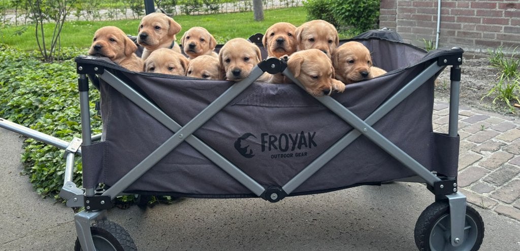 Prachtige blonde en red fox labrador pups, Dieren en Toebehoren, 8 tot 15 weken, Labrador retriever, Parvo, Meerdere