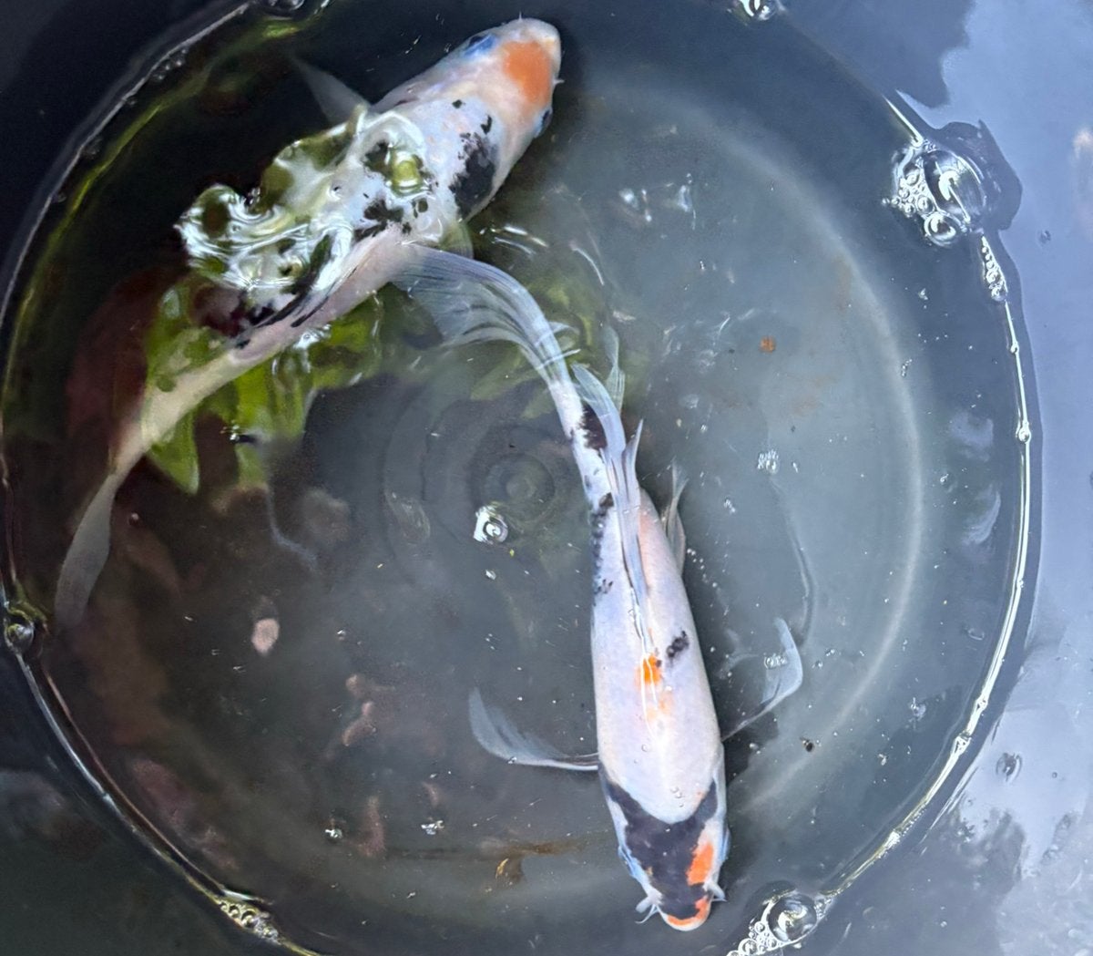 Top kois, japans, Dieren en Toebehoren, Vissen | Vijvervissen, Karper of Koi