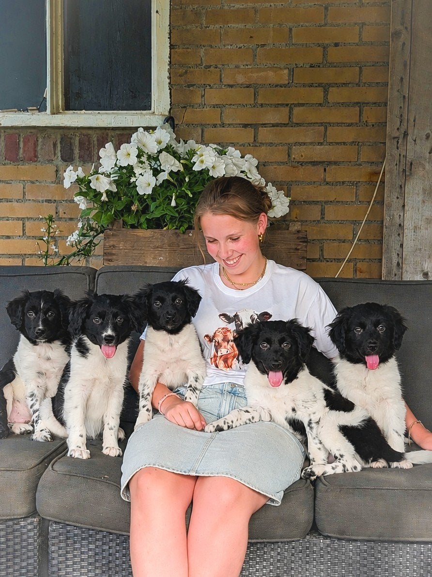 Raszuivere Friese Stabij pups zoeken zorgzame baasjes, Dieren en Toebehoren, Parvo, Overige rassen, 8 tot 15 weken, Meerdere