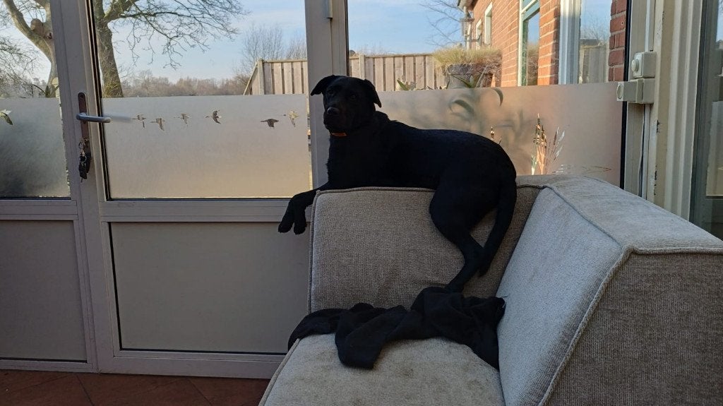 Dierenverzorger, Particuliere oppas