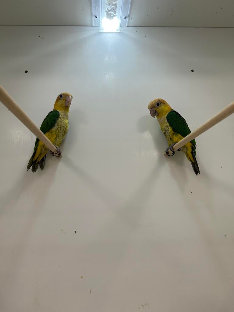 1-1 roestkop caique, Dieren en Toebehoren, Vogels | Parkieten en Papegaaien, Meerdere dieren, Papegaai, Geringd