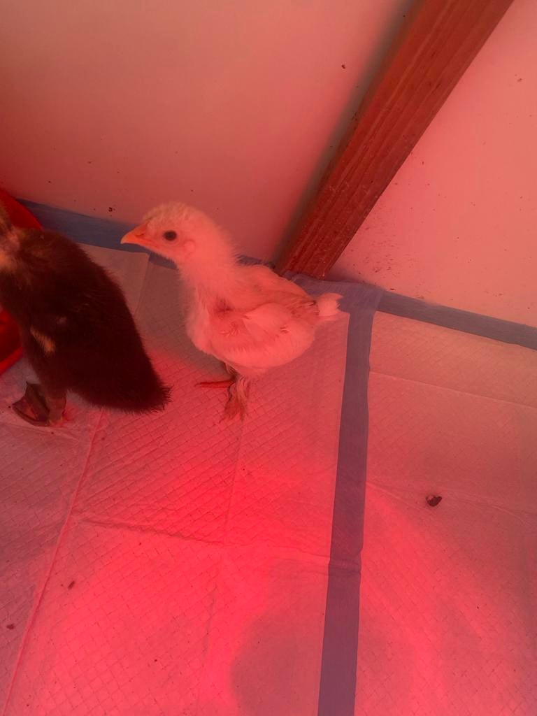 Brahma kuikens pluimvee, Geslacht onbekend