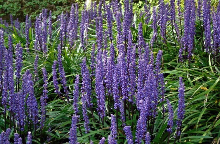 Leliegras Liriope muscari Moneymaker met staffelkorting, Bodembedekkers, Vaste plant, Ophalen of Verzenden, Halfschaduw