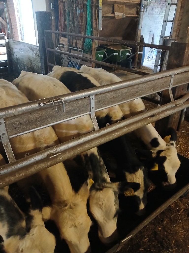 te koop 17 luxe blauwe vaars kalveren pinken geb jan 26, Dieren en Toebehoren, Vrouwelijk