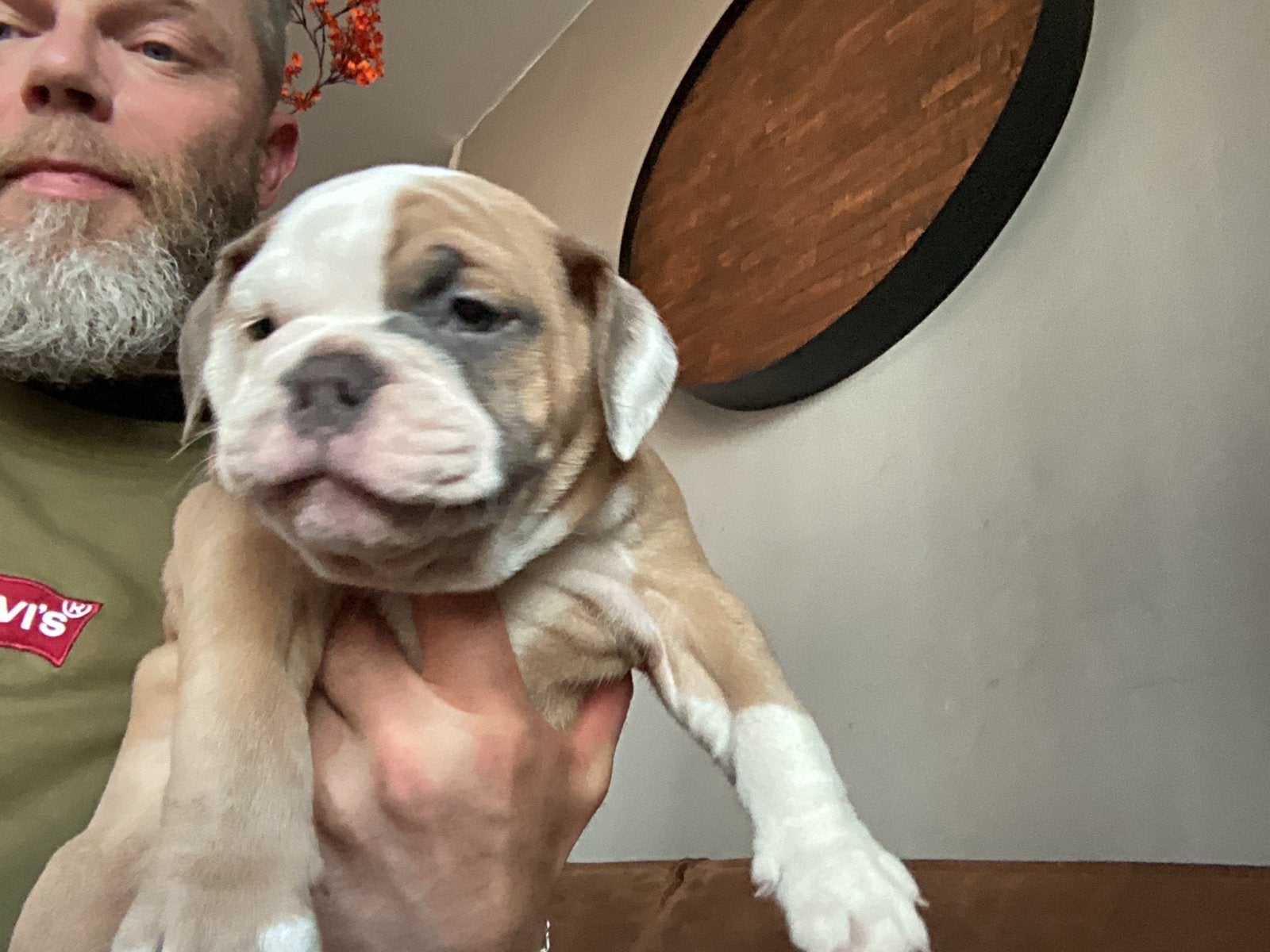 Old english bulldog puppies, Dieren en Toebehoren, 8 tot 15 weken, Parvo, Meerdere, Nederland