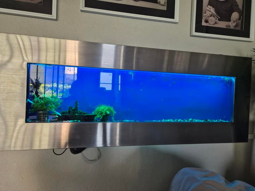 Mooi wandauqarium 1meter breed 15cm diep, Vis, Zoetwatervis