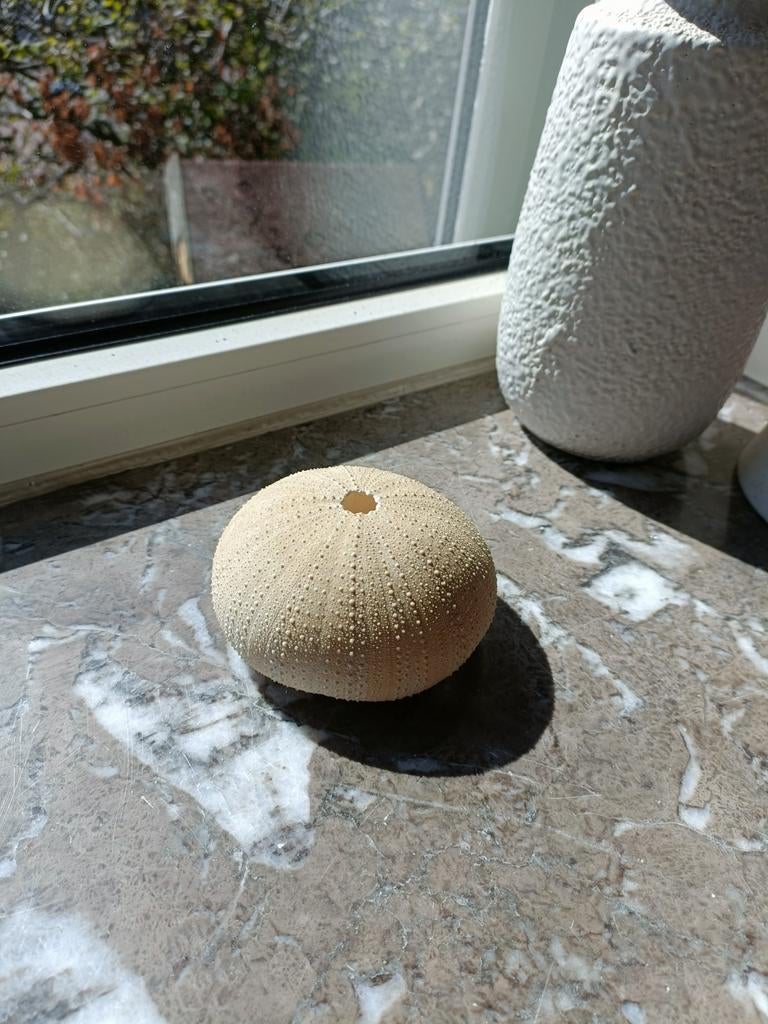 Zee egel schelp, Ophalen of Verzenden, Schelp(en)