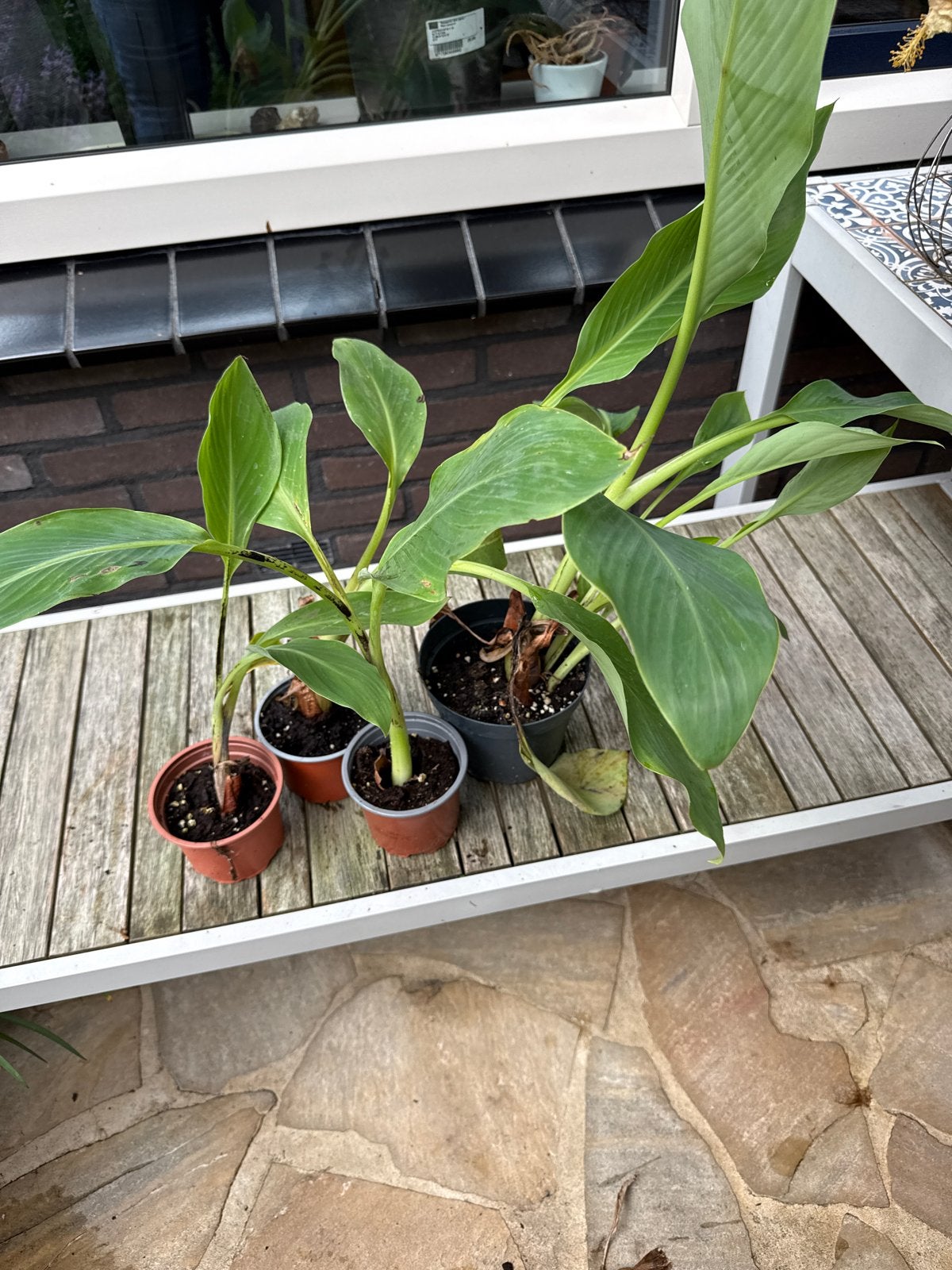 Musella lasiocarpia - Exotische plant voor uw tuin, Volle zon, Vaste plant, Zomer, Ophalen