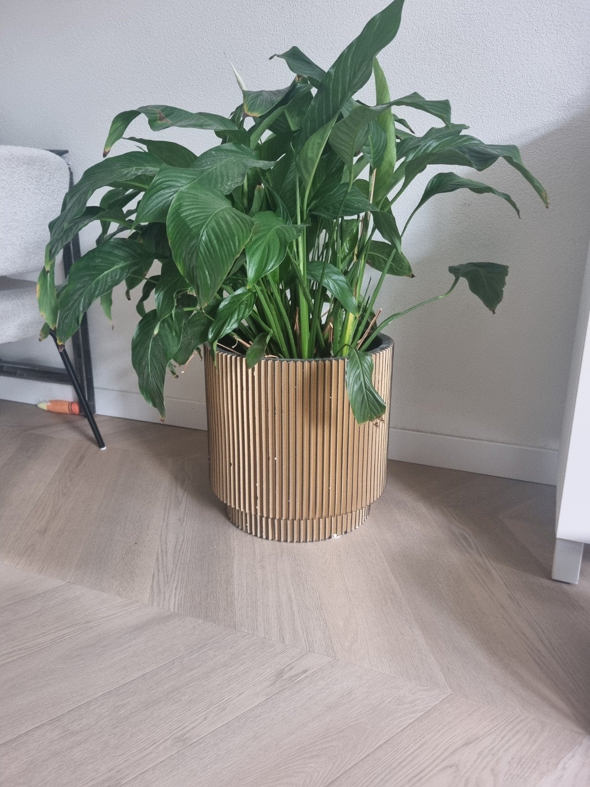 Grote plant in decoratieve pot, Ophalen, Halfschaduw, Minder dan 100 cm