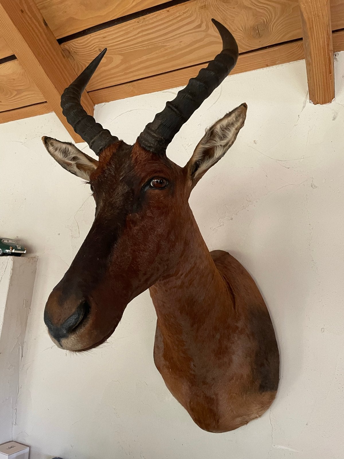 Prachtig geprepareerde Tsessebe (lierantilope) - Afrika, Ophalen of Verzenden, Gebruikt, Wild dier, Opgezet dier