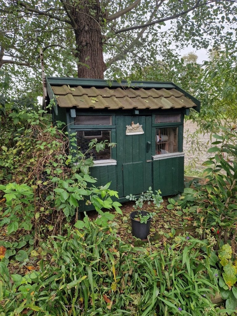 Oud kippenhok, Ophalen, Gebruikt, Kippenhok of Kippenren