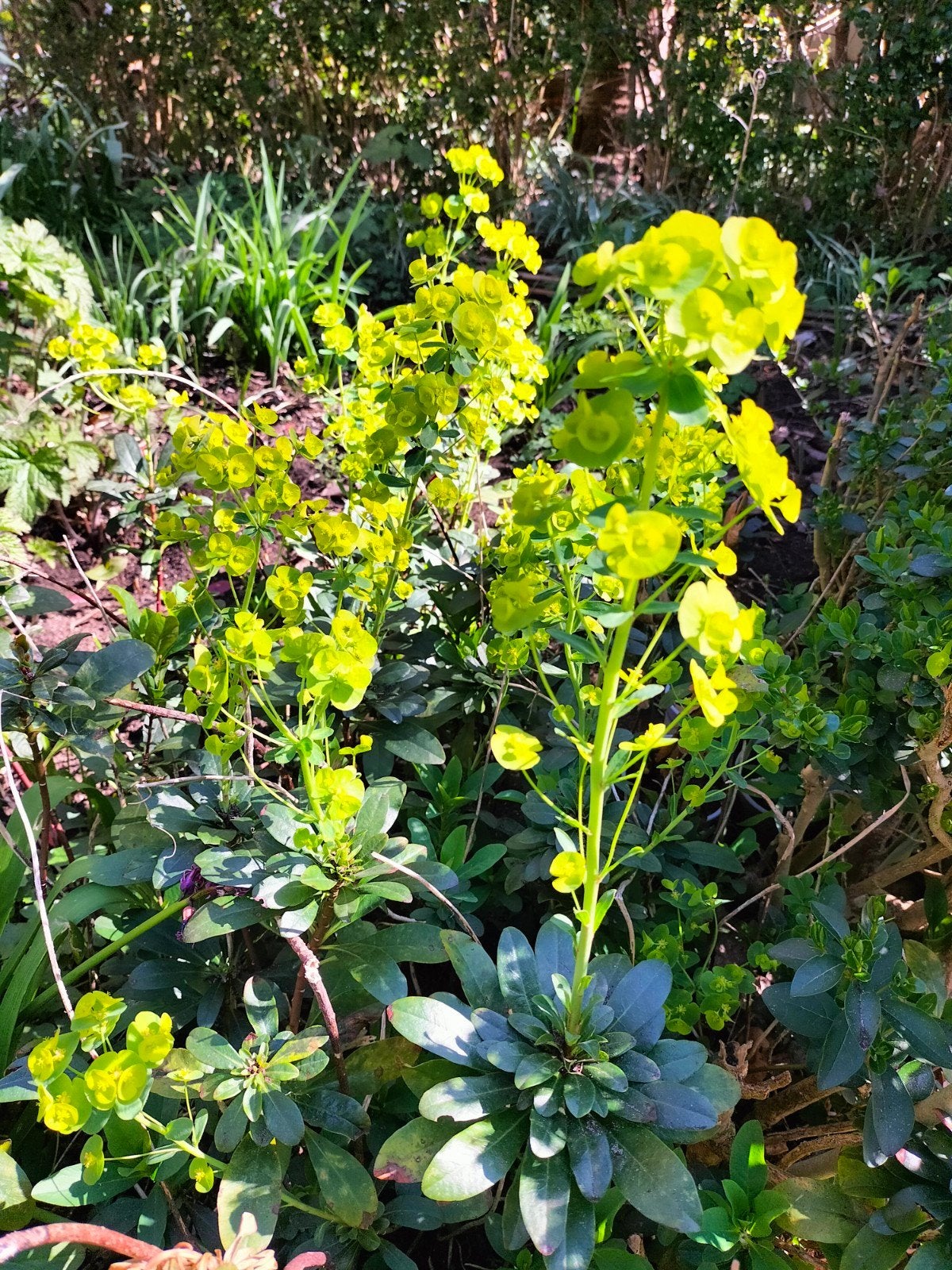 Stekken van de Wolfsmelk, vaste plant. €1,75 pstk, Volle zon, Vaste plant, Lente, Ophalen