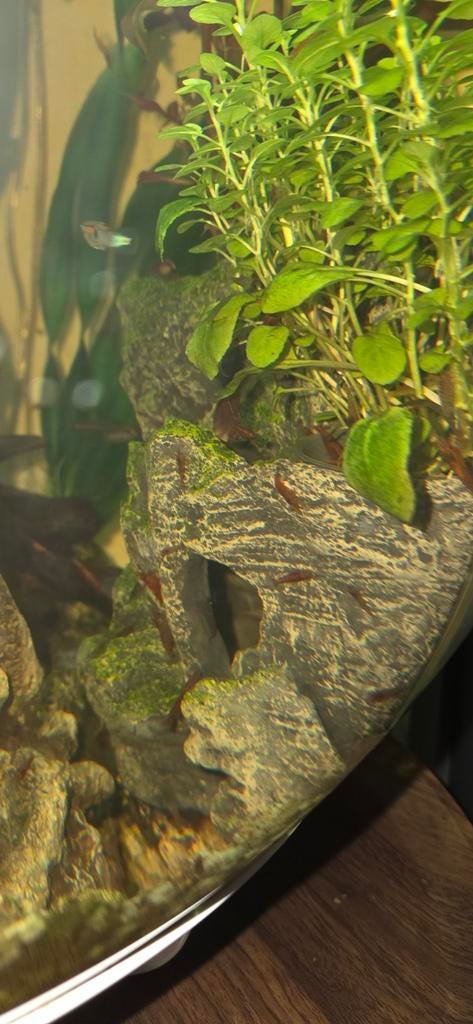 Vuurgarnalen / Neocaridina davidi garnalen, Dieren en Toebehoren, Ophalen, Nieuw
