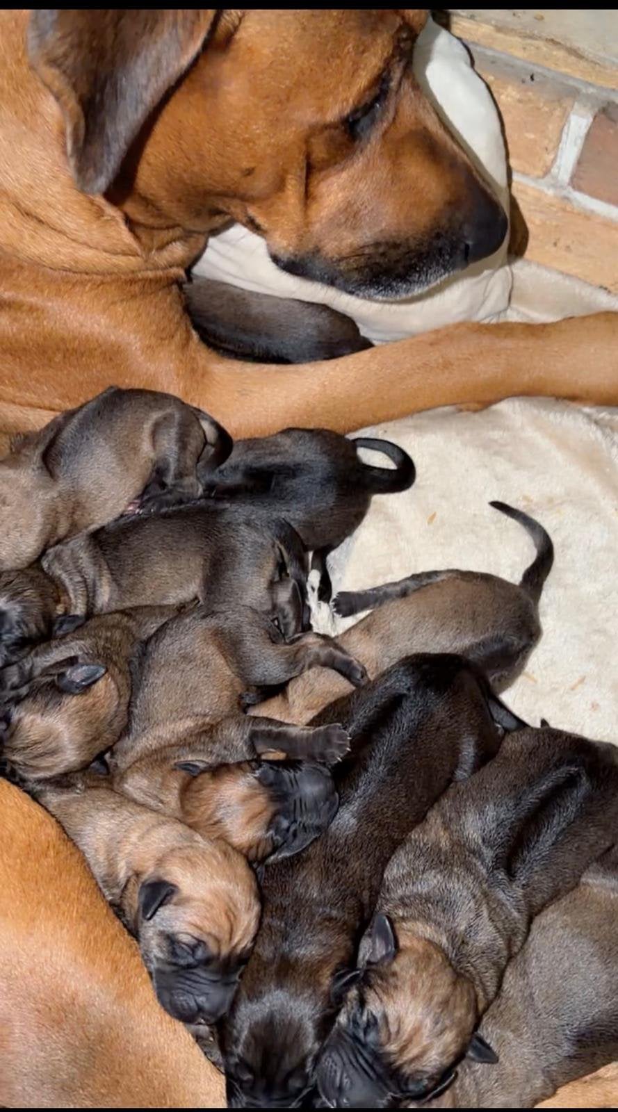 PRACHTIGE PUPPY’S TE KOOP kruising Rhodesian/Duitse Herder, 8 tot 15 weken, Parvo, Meerdere, Meerdere dieren