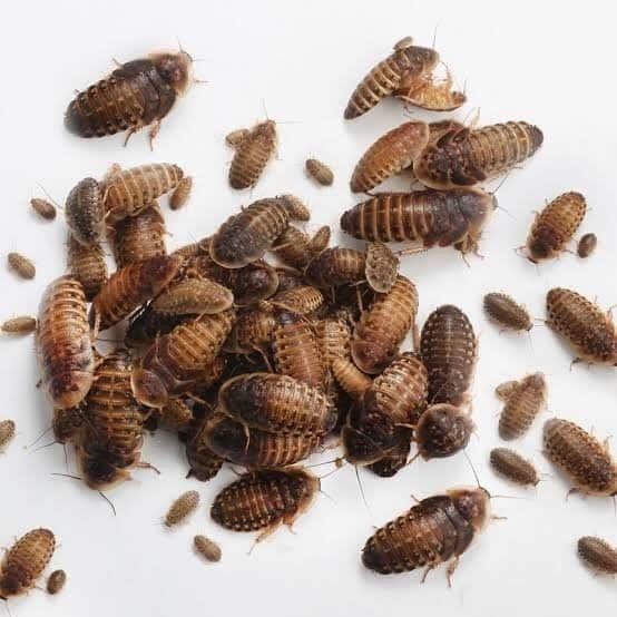 Dubias, Dieren en Toebehoren, Overige soorten