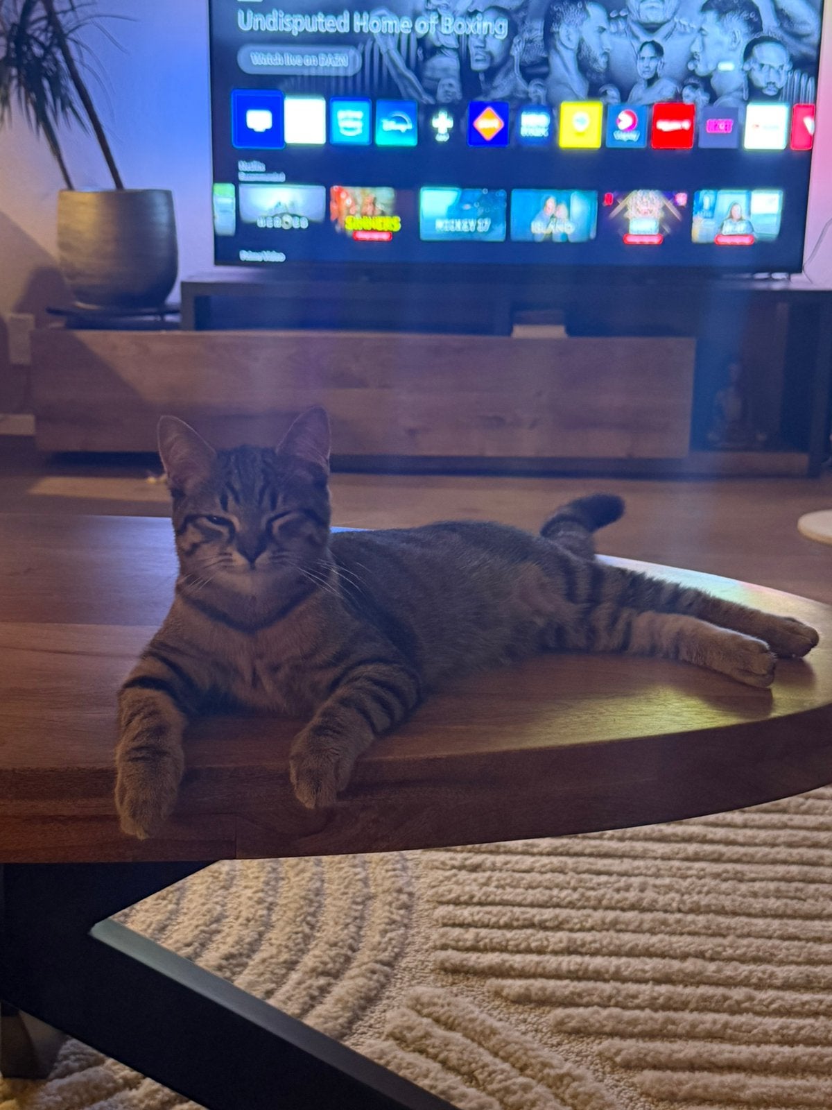 Kitten, Kater, Gechipt, 0 tot 2 jaar