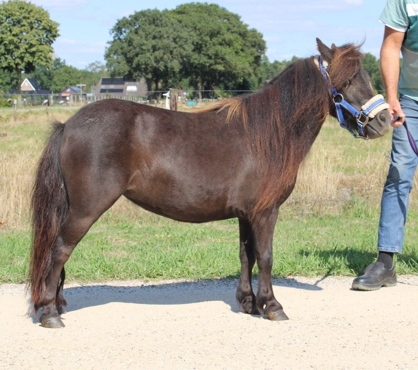 te koop super leuke en lieve shetlander merrie kinderpony, ., Merrie, ., .