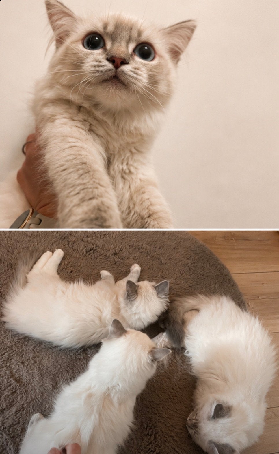Ragdol kitten, Meerdere dieren, Langharig, 0 tot 2 jaar