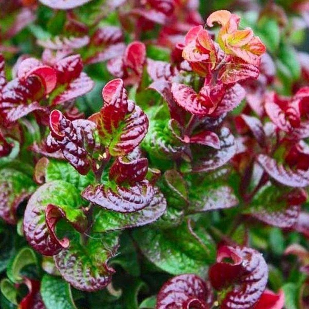 Leucothoe curly red, Ophalen, Vaste plant, Overige soorten, Halfschaduw