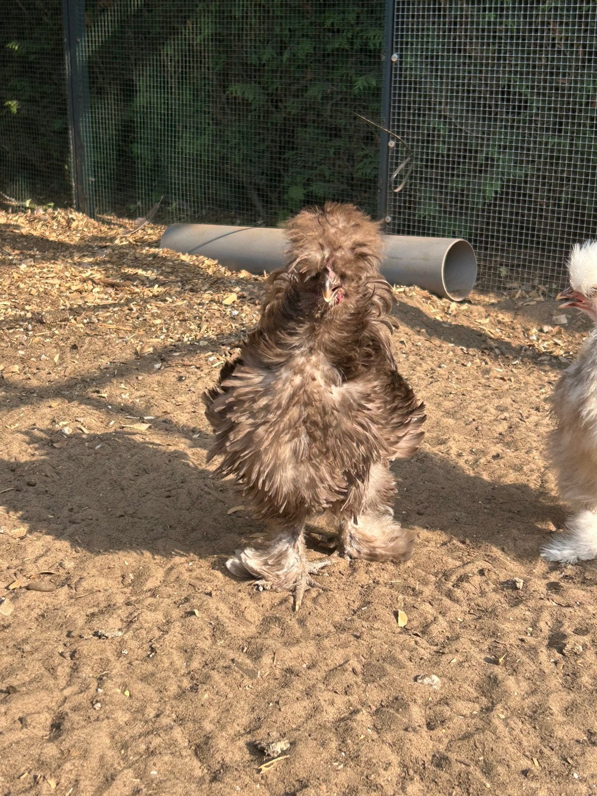 Leuke zijdehoen choco haan, Dieren en Toebehoren, Mannelijk, Kip