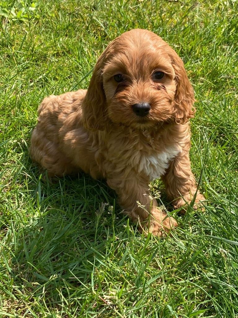 Cockapoo pups, Dieren en Toebehoren, Honden | Chihuahua's en Gezelschapshonden, Parvo, Overige rassen, 8 tot 15 weken, Meerdere