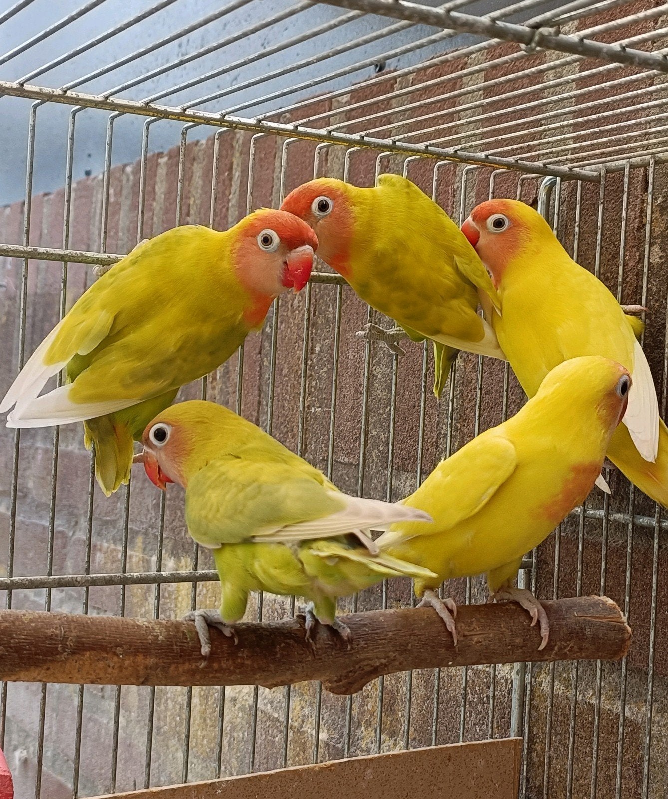 2 jonge agapornissen, Dieren en Toebehoren, Vogels | Parkieten en Papegaaien, Geslacht onbekend, Dwergpapegaai of Agapornis
