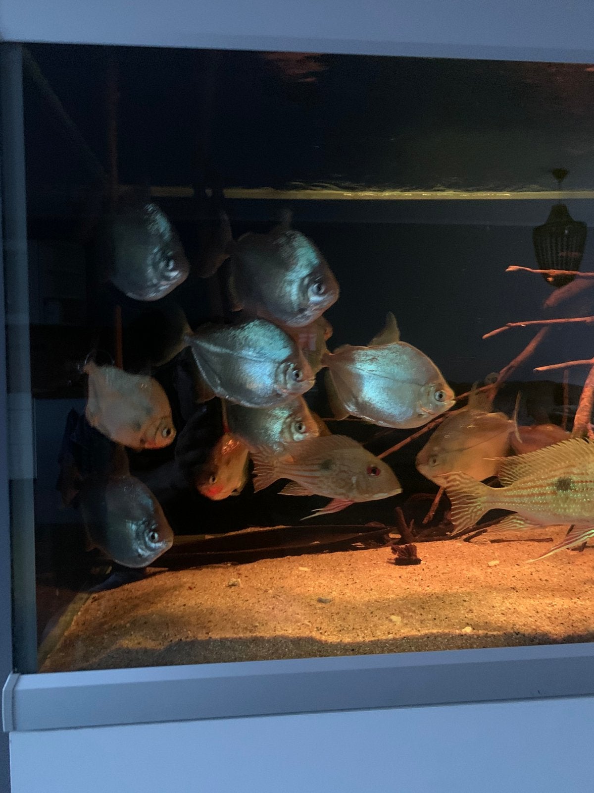 Metynnis hypsauchen, Dieren en Toebehoren, Vis