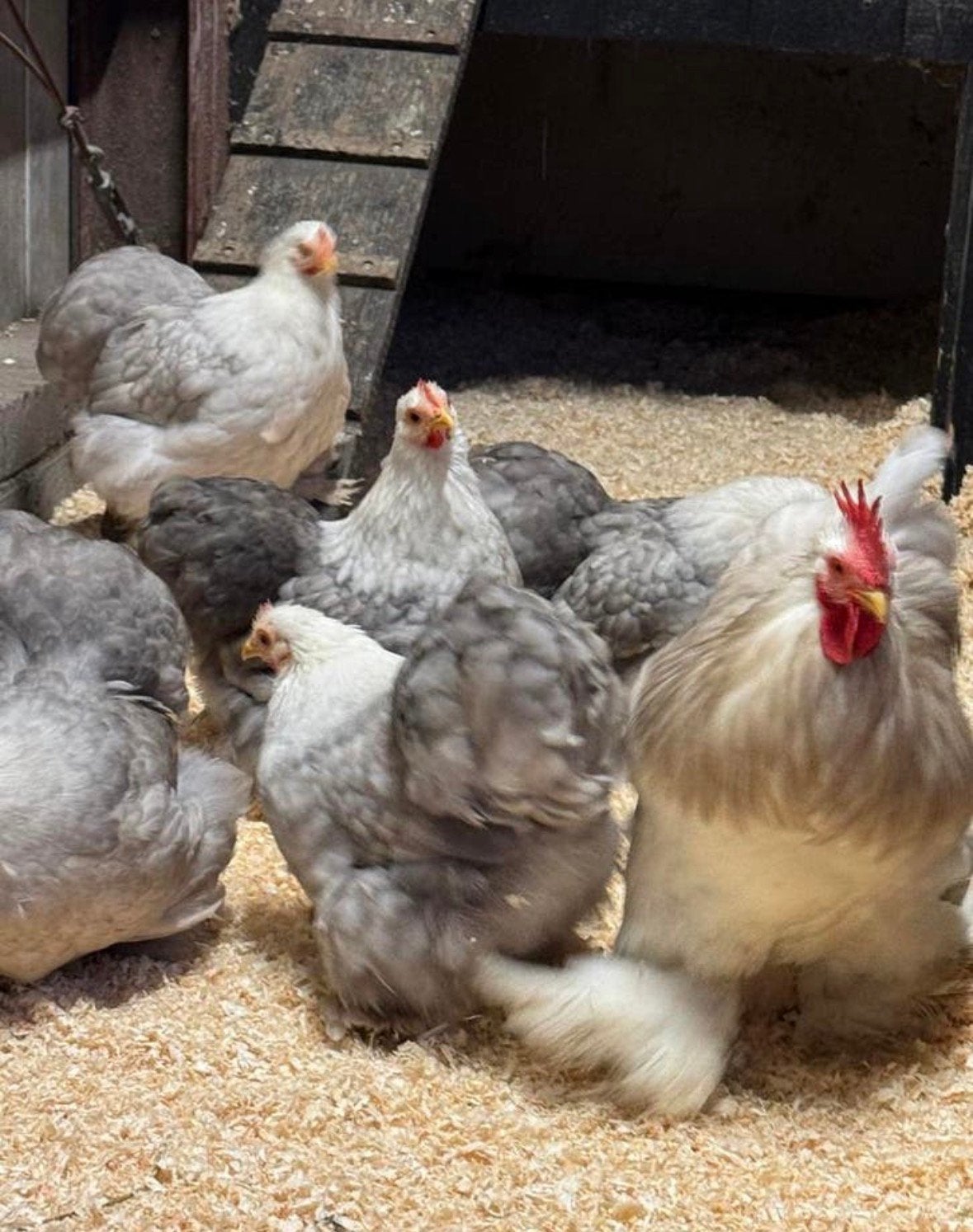 Cochin kriel Bobtail, Dieren en Toebehoren, Meerdere dieren, Kip