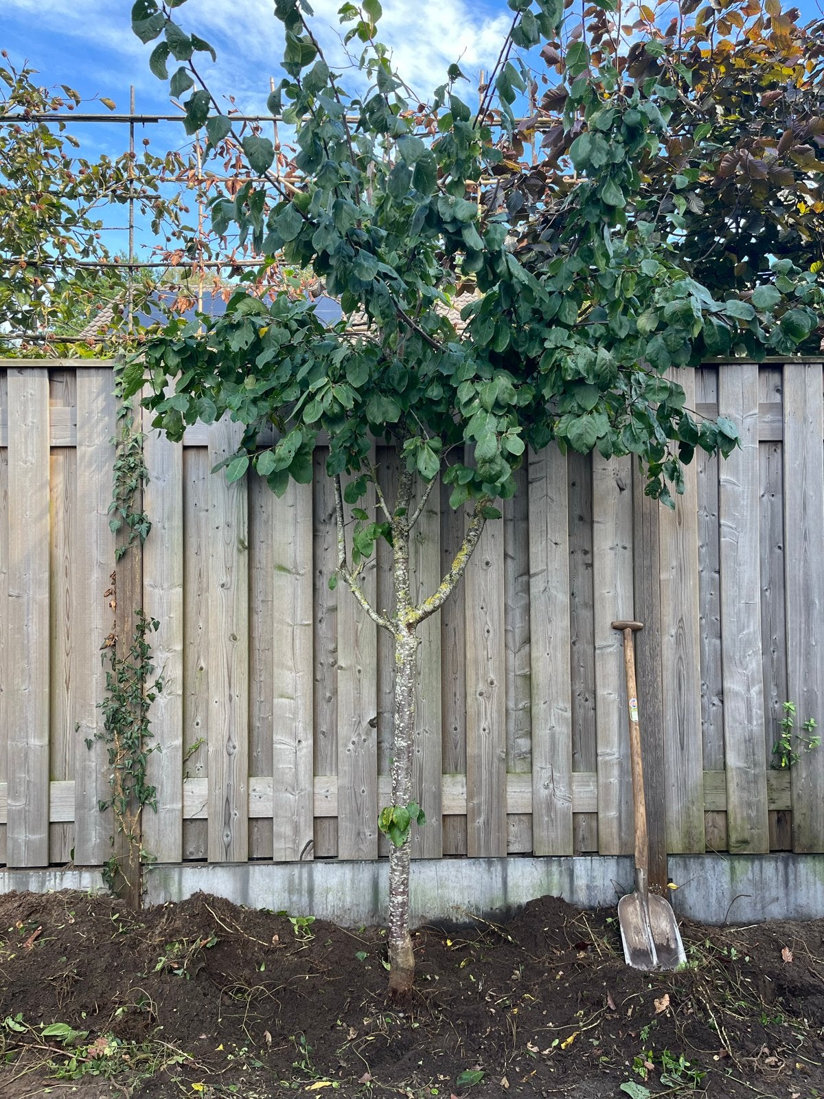 Jonge pruimenboom ca. 2,5m (voor 9sept ophalen), Bloeit niet, Overige soorten, 250 tot 400 cm, Ophalen