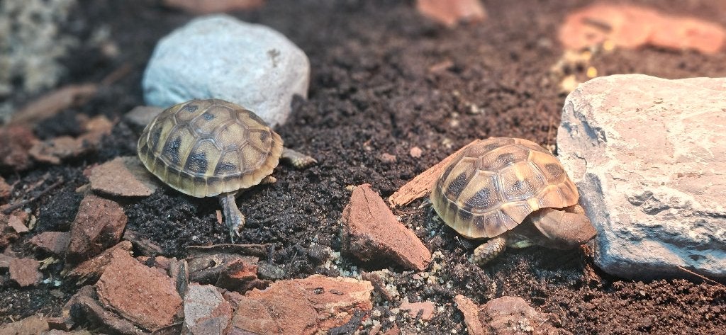 2 jonge Griekse landschildpadden + compleet Juwel terrarium Tortoise photo 6