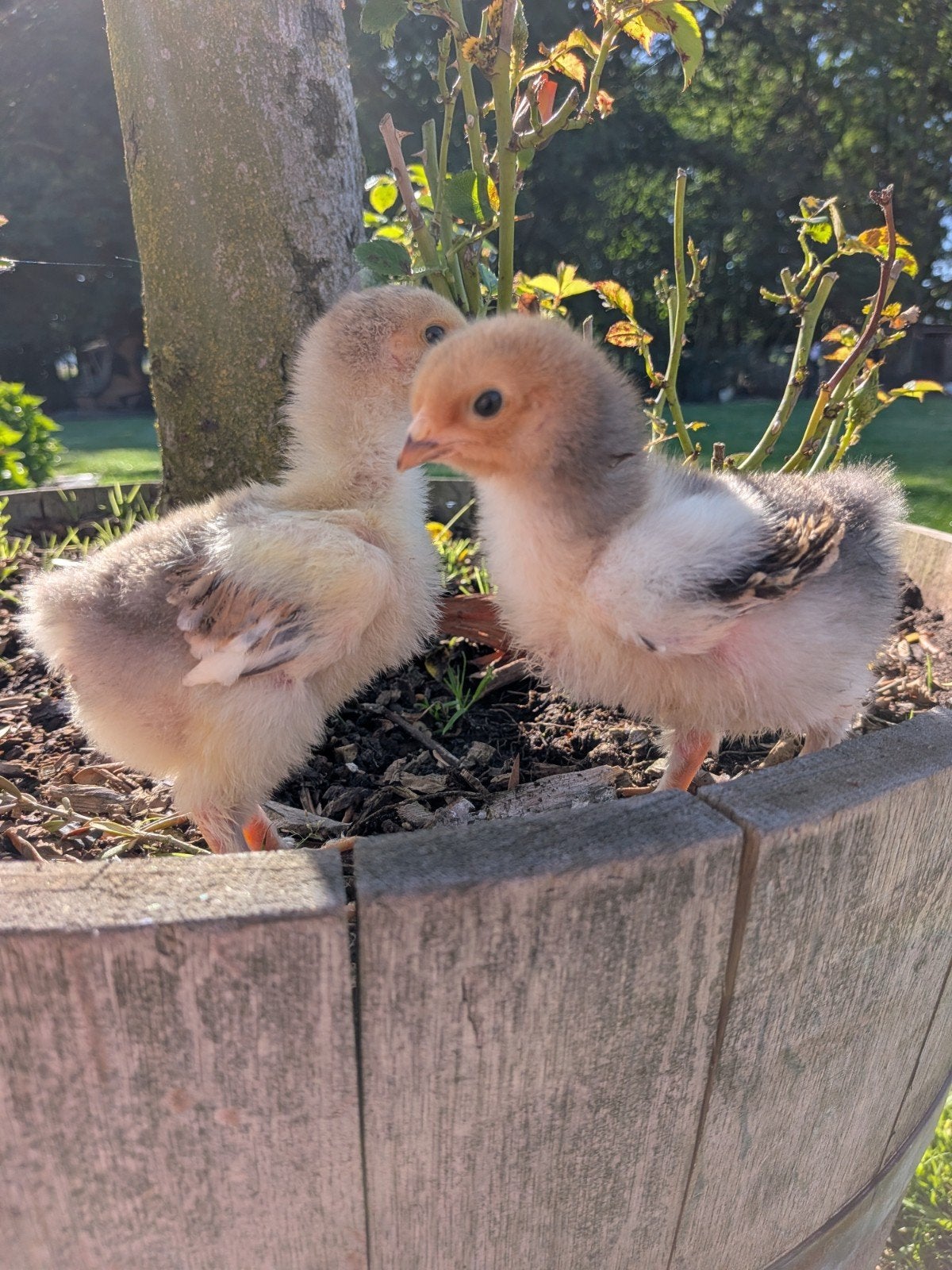 Kuikens brahma kippen 1 krulveer 1 gladveer, Dieren en Toebehoren, Pluimvee, Kip