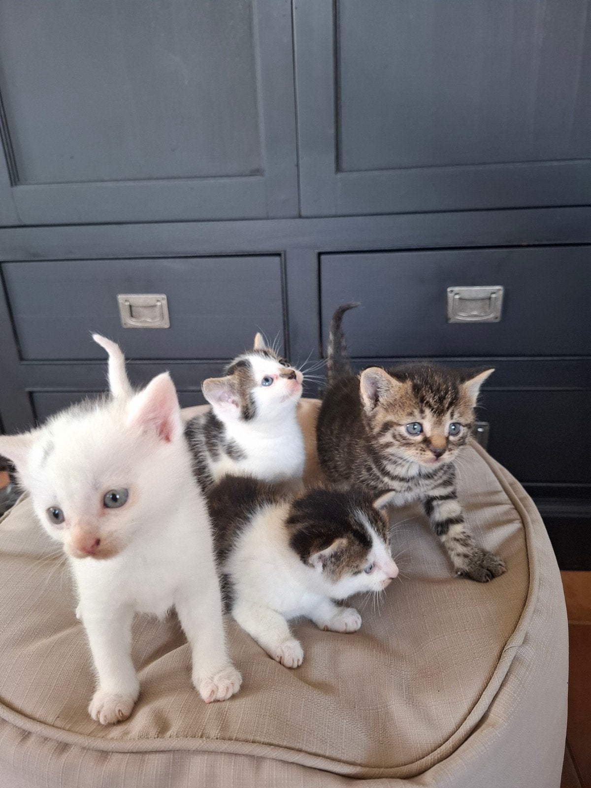 Lieve kittens, Dieren en Toebehoren, Katten en Kittens | Raskatten | Korthaar, Meerdere dieren