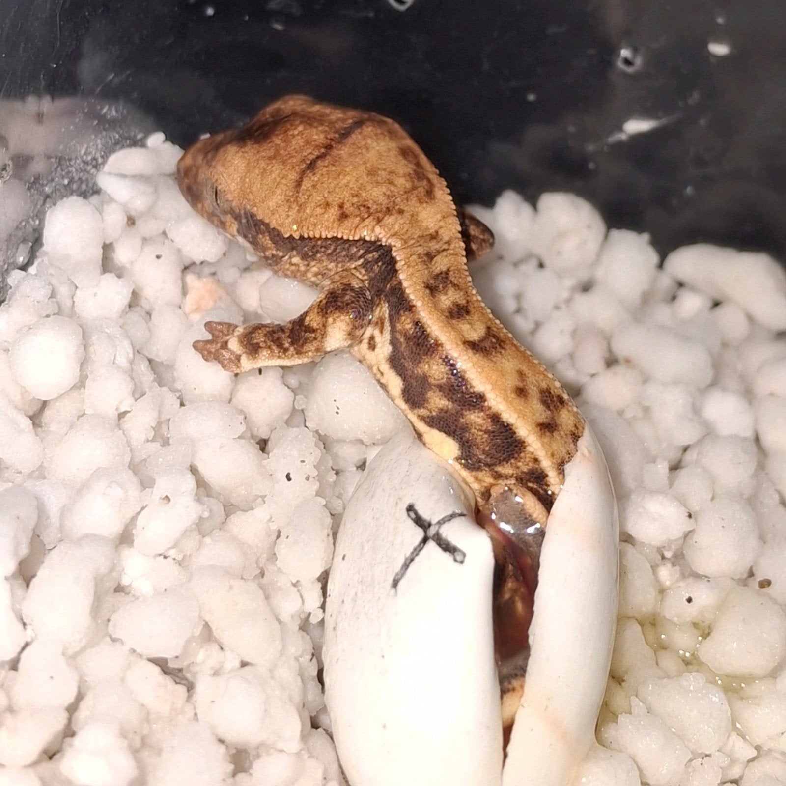 Prachtige tri-color lilly white wimpergekko/crested gecko Crested Gecko photo 5